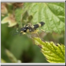 Tenthredo zonula - Blattwespe 06.jpg